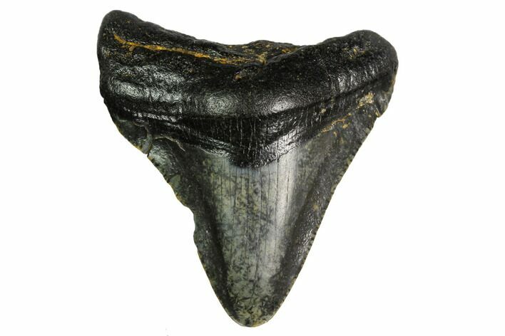 Juvenile Megalodon Tooth - North Carolina #147338